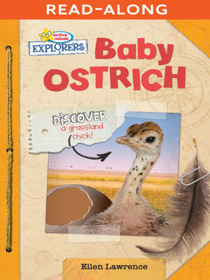 cover image of Baby Ostrich
